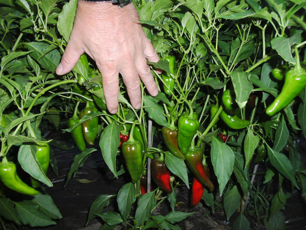 chimayo pepper image
